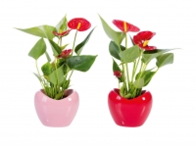 Anthurium in Herzkeramik CHF 5.99