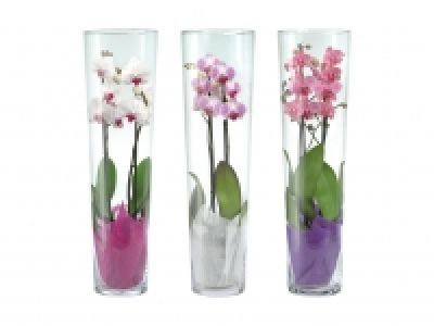 Phalaenopsis 2-Trieber im Glas CHF 19.99