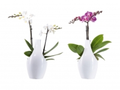 Phalaenopsis in Designkeramik CHF 9.99