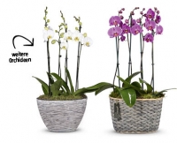 Aldi Suisse  Orchideen-Arrangement