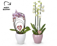 Aldi Suisse  Exklusive Orchidee