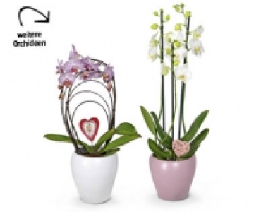 Exklusive Orchidee CHF 14.99
