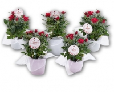 Rose CHF 5.99