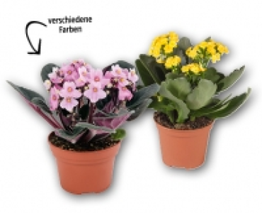 Kalandiva/Usambaraveilchen CHF 2.49