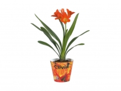Clivia Miniata CHF 7.99