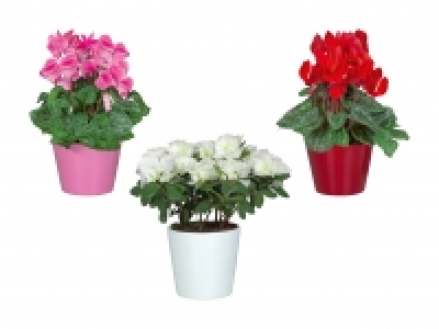 Alpenveilchen und Azaleen in Keramik CHF 4.99