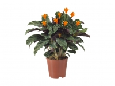 Calathea Crocata CHF&nbsp;9.99