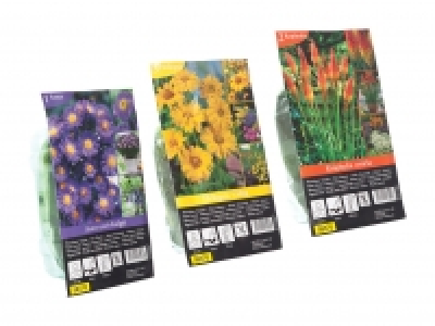 Winterharte Staudenknollen CHF 1.49