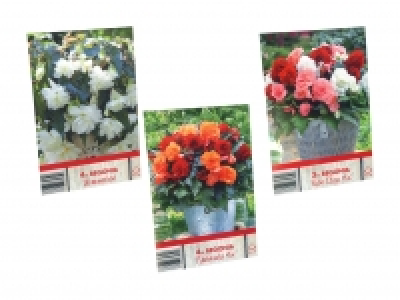 Blumenzwiebeln «Begonien» CHF 2.99