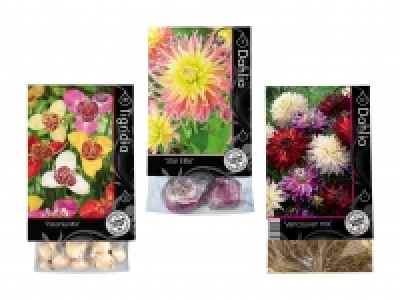 Blumenzwiebeln «Premium» CHF 2.99