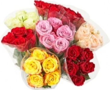 Premium-Rosen