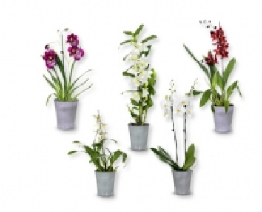 Orchidee CHF 9.99
