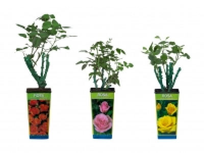 Veredelte Gartenrosen CHF 3.99