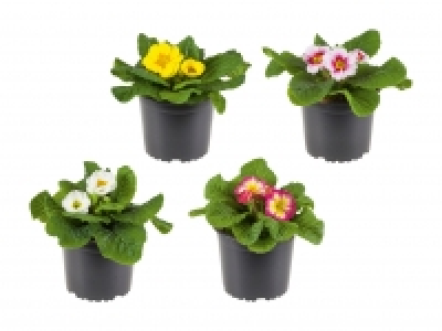 Primula acaulis Mix CHF 1.49