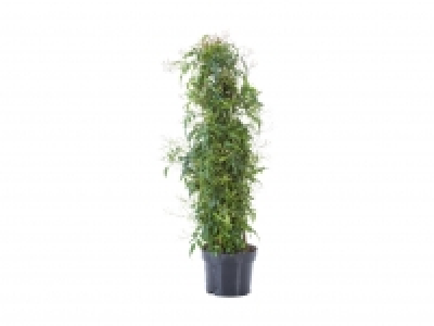 Jasmin Pyramide CHF 12.99