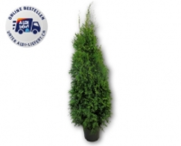 Thuja Smaragd