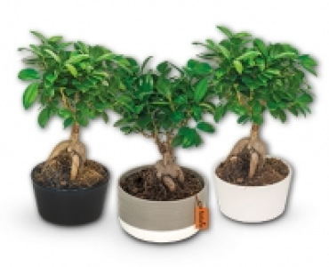 Bonsai CHF 12.99