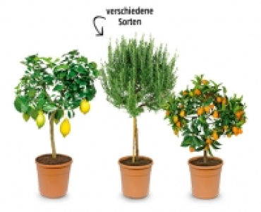 Angebot Aldi Suisse MEDITERRANES STÄMMCHEN Aldi Suisse