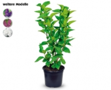 Gartenflieder CHF 14.99