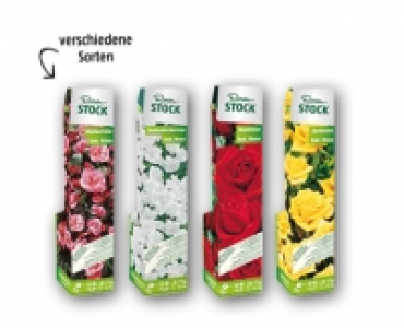 Rosenstock CHF 2.99