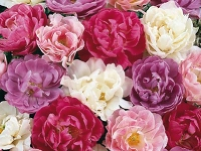 Tulpen gefüllt CHF 4.99