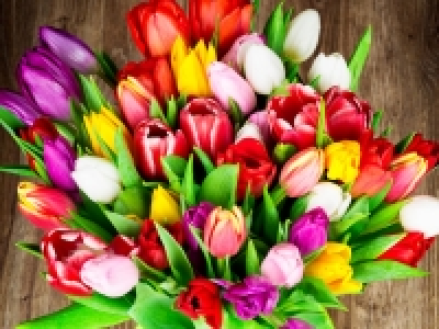 Tulpen gemischt CHF 4.99