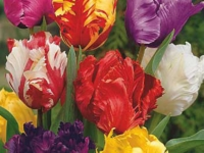 Tulpen Papageien CHF 5.99