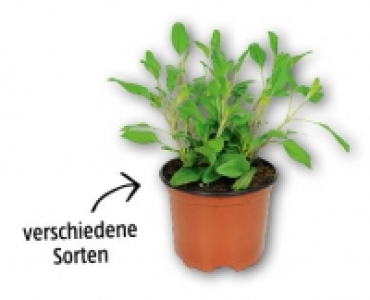 Zierstaude CHF 1.99