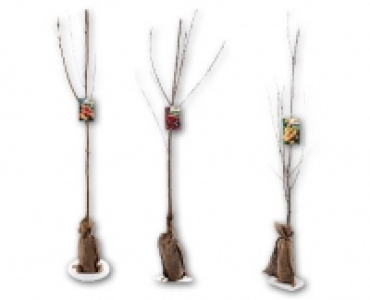 Obstbaum CHF 9.99