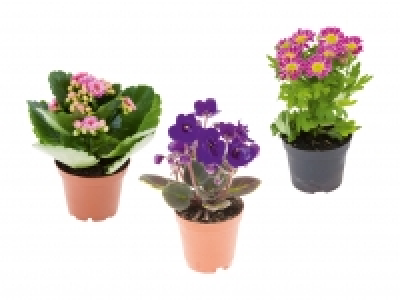 Mini Blühpflanzenmix CHF 1.49