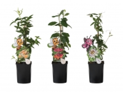 Bienenfreundliche Kletterpflanze CHF 2.99