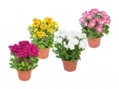 Chrysanthemen «Elle fleur» CHF 3.99