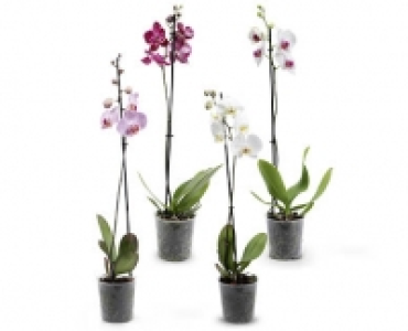 Orchidee CHF 5.99