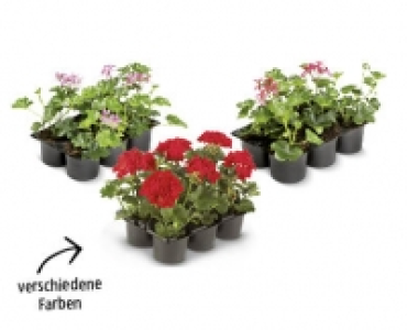 Pelargonie CHF 4.99