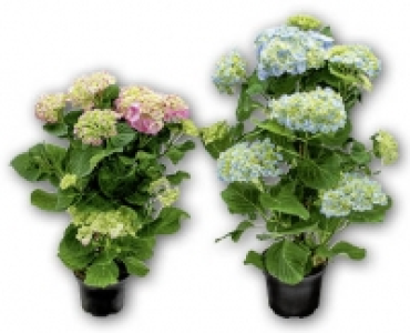 Hortensien Pyramiden CHF 9.99