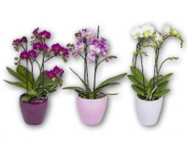 Orchidee 2-Trieber CHF 12.99