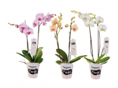 Phalaenopsis im «Super Mama»-Potcover CHF 9.99