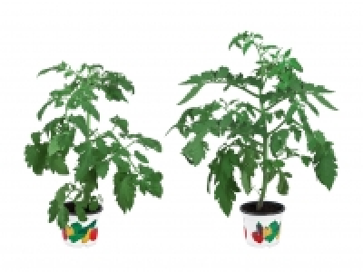 Gem&uuml;sepflanzen CHF&nbsp;1.99