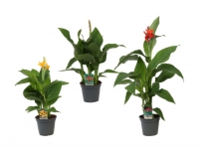 Lidl  Canna Mix Blumenrohr