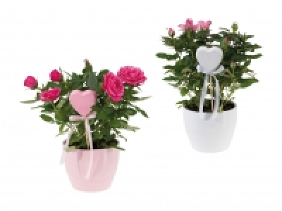 Topfrosen und Kalanchoe in Keramik