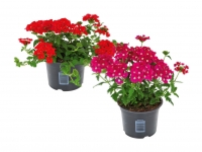 Verbena