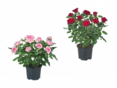 Topfrosen CHF 2.99