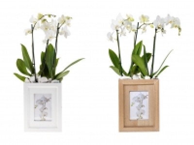 Lidl  Phalaenopsis in Foto-Box