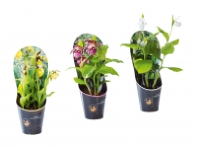Gartenorchideen