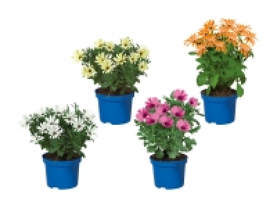 Osteospermum CHF 1.79