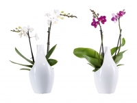 Lidl  Phalaenopsis in Designkeramik