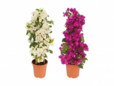 Bougainvillea Pyramide