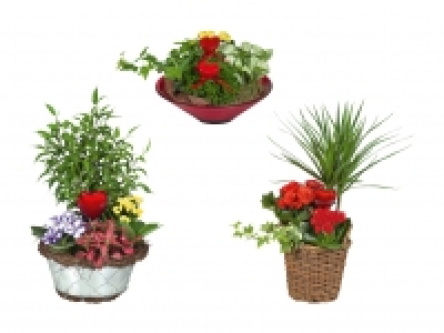 Bepflanzte Muttertagsschale CHF&nbsp;9.99