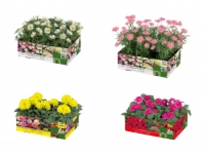 Beetpflanzen CHF 3.99