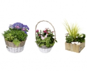 MUTTERTAGS-ARRANGEMENT CHF 9.99
